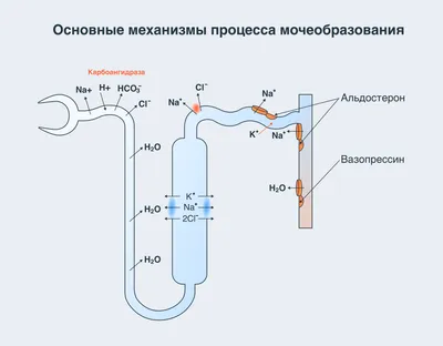 Почему отекают ноги и руки - причины и лечение с участием лимфатической  системы