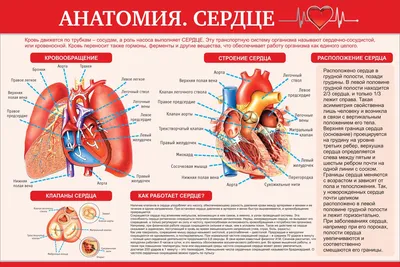 Анатомия: сердце (арт. МЕД-09) информационные стенды медицинских учреждений  купить в интернет магазине с доставкой