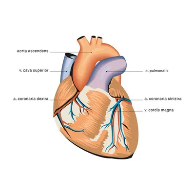 Анатомия сердца | Премиум векторы