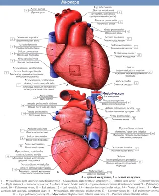 Анатомия: Строение стенок сердца. Миокард