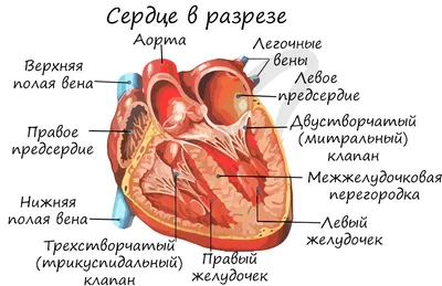 Правый желудочек — Википедия