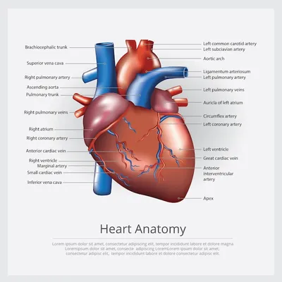 Анатомия - Сердце - Анатомия человека