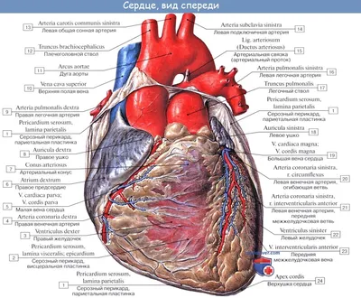Анатомия: Сердце. Строение сердца