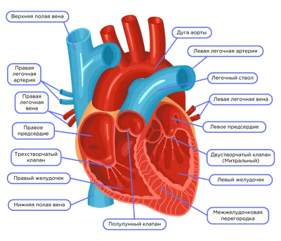 Сердце 3D модель - Скачать Анатомия на 3DModels.org