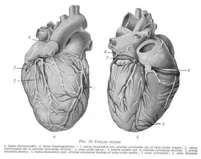Анатомия сердца