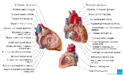 Сердце картинки анатомия