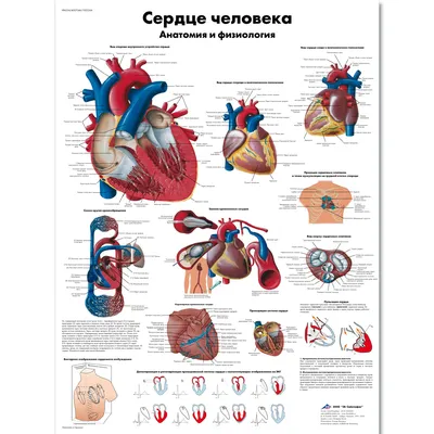 Анатомия сердца человека. Просто и доступно