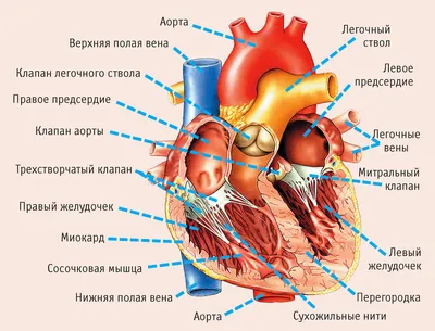 Анатомия сердца изолированной на белом фоне Иллюстрация вектора -  иллюстрации насчитывающей камера, предмет: 182951505