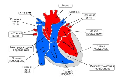 Анатомия для студентов медицинских ВУЗов (часть 2: Анатомия сердца) | Good  doctor | Дзен