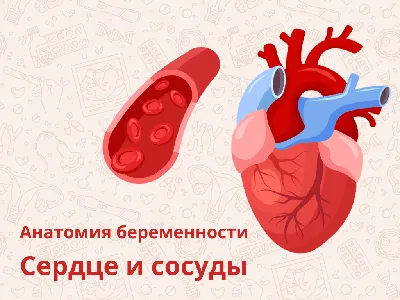 Анатомия Сердца Клипарты, SVG, векторы, и Набор Иллюстраций Без Оплаты  Отчислений. Image 19890676