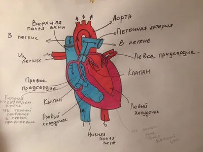 Анатомия человеческого тела. СЕРДЦЕ С…» — создано в Шедевруме