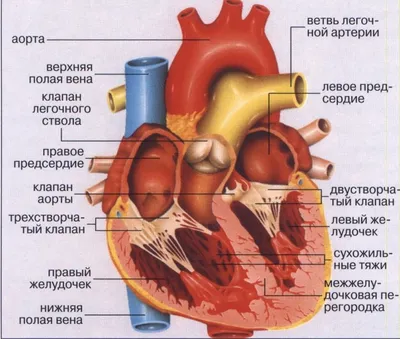 Анатомия сердца | Пикабу