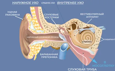 Как понять, что у вас пробка в ухе, и как от неё избавиться - Лайфхакер