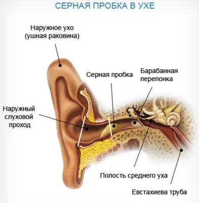 Лучшие капли для ушей от серных пробок: список топ-4 недорогих и  эффективных средств для взрослых по версии КП