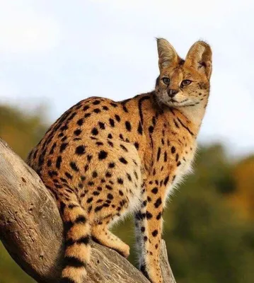 Дикие кошки: Сервал (Leptailurus serval)