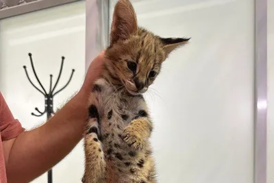 Сервал (Leptailurus serval) — Зоопарк «Лимпопо» г. Нижний Новгород –  Нижегородский зоопарк