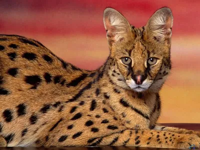 Дикие кошки: Сервал (Leptailurus serval)