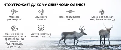 Северный олень reindeer | Голова оленя силуэт, Олень рисунок, Северный олень
