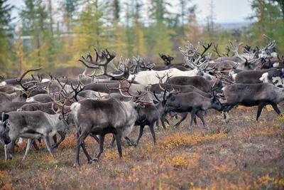В Саяно-Шушенском заповеднике завершился сезон наблюдений за лесным северным  оленем - Новости РГО