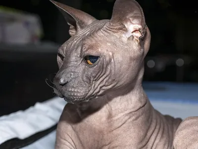 Почему у кошек сфинксов нет шерсти и есть ли ещё похожие породы — Ferra.ru
