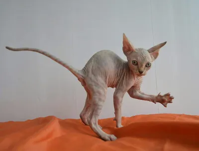 Сфинкс кошка: фото, описание породы в домашних условиях, сколько живут,  сведения о характере