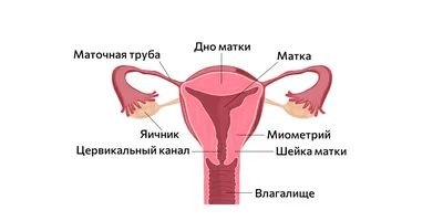 Кровянистые выделения при беременности: почему появляются на ранних и  поздних сроках, в 1, 2 и 3 триместре, что делать в домашних условиях