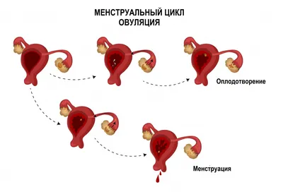 Менструация — Википедия