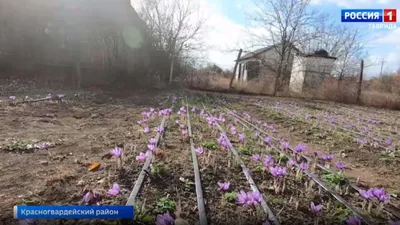 Имеретинский шафран ‒ купить в Санкт-Петербурге