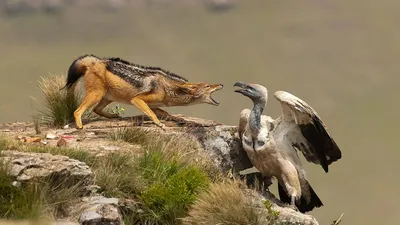 Чернохвостый Шакал Стоит Перьями Челюсти стоковое фото ©nicholas_dale  635930836