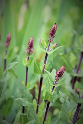 Шалфей дубравный Caradonna Compact - Шалфей - GardenPlants