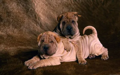 Щенок Sharpei — стоковые фотографии и другие картинки Шарпей - Шарпей,  Щенок, Боксёр - собака - iStock