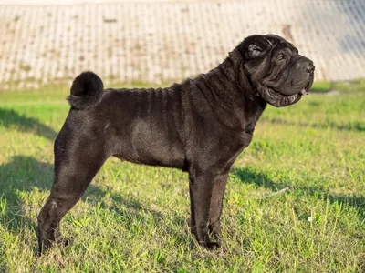 Sharpei — стоковые фотографии и другие картинки Вид сзади - Вид сзади,  Собака, Шарпей - iStock