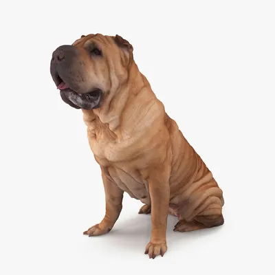 Sharpei Собака — стоковые фотографии и другие картинки Шарпей - Шарпей,  Собака, Студийная фотография - iStock