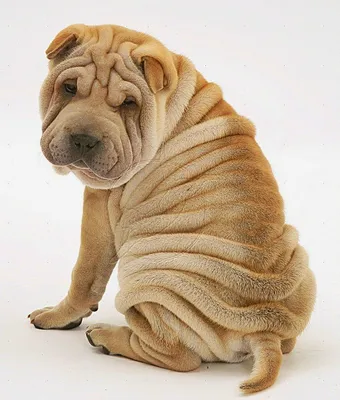 Забавный Sharpei Щенок Изолированные На Белом Фоне — стоковые фотографии и  другие картинки Шарпей - Шарпей, Бежевый, Без людей - iStock