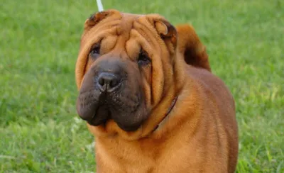 Premium Photo | Sharpei purebred dog black color standing