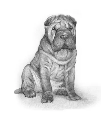 смешное sharpei стоковое фото. изображение насчитывающей родословная -  4419578