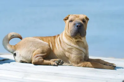 Puppy Sharpei In Front Of A White Background Lizenzfreie Fotos, Bilder und  Stock Fotografie. Image 1288879.