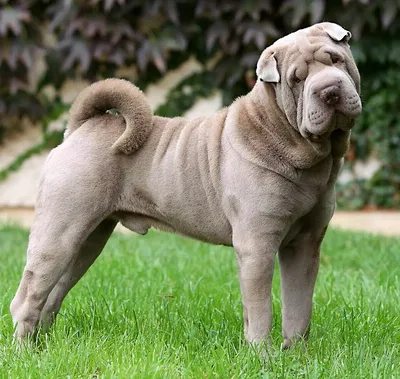 Зевая щенок sharpei стоковое фото. изображение насчитывающей одно - 26703820