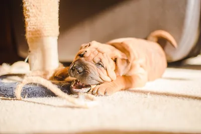 4 недели Sharpei голубых рук старых Стоковое Изображение - изображение  насчитывающей прикрынные, любимчики: 24060865