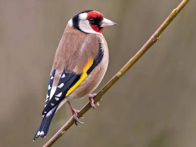 Щегол черноголовый (Carduelis carduelis)