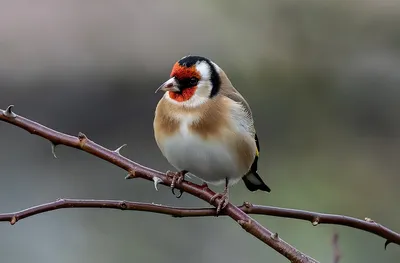 Седоголовый щегол (Carduelis caniceps) | BirdWatch.by