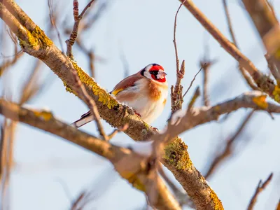 Goldfinch, щегол щегла стоковое изображение. изображение насчитывающей  полет - 36620015