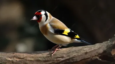 Голоса птиц. Щегол (Carduelis carduelis) - YouTube