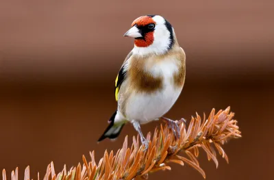 Щегол [группа carduelis] - eBird