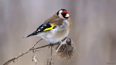 Щегол черноголовый (Carduelis carduelis)