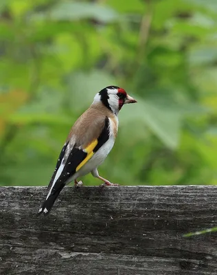 Голоса птиц Как поёт Щегол Carduelis carduelis - YouTube