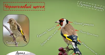 Щегол [группа carduelis] - eBird