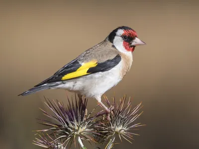 Черноголовый, или Обыкновенный щегол (лат. Carduelis carduelis) | Пикабу