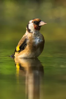 Щегол (Carduelis carduelis) European Goldfinch - Вьюрковые (Fringillidae) -  Воробьеобразные Passeriformes - Классификатор птиц Таганрога и  Неклиновского района - Птицы Ростовской обл.В основе-Птицы  Таганрога/Некл.р-на