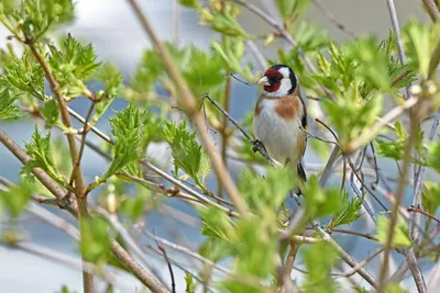 Щегол (Carduelis carduelis) — Зоопарк «Лимпопо» г. Нижний Новгород –  Нижегородский зоопарк